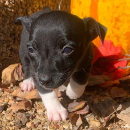 Boy 1 - Black and white male Teddy Roosevelt Terrier puppy in Gadsden, Alabama from Rich Cat’s