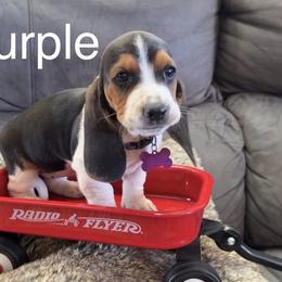 Basset Hound Puppies from virene Shaffer