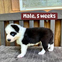 Brown collar - Black and white male Yakutian Laika puppy in Bethel, Ohio from Caldersong Kennels