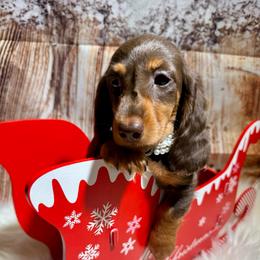 Violet - Black and tan female Dachshund puppy in Bennett, North Carolina from Cherished Dachshunds
