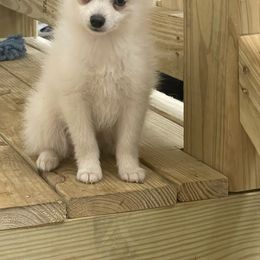 Pomsky Puppies from Sunshine Pomsky