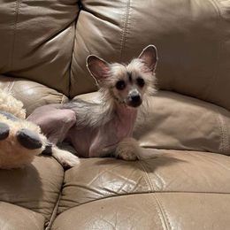 Honey - Chinese Crested