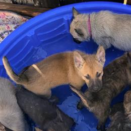 Gray - Yellow male Dutch Shepherd puppy in Wheatland, Wyoming from Mill Iron Dutch Shepherds