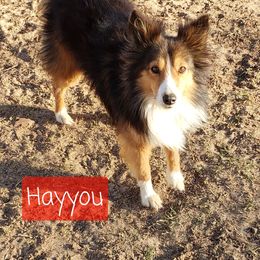 Hay you - Shetland Sheepdog