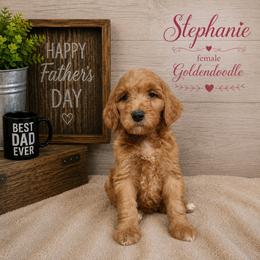 Double Doodle, Goldendoodle, and Labradoodle Puppies from Godley Doodles Of Texas