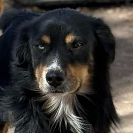 French - Black tri-color male Australian Shepherd puppy in Lubbock, Texas from REKN’ Kennel Aussies
