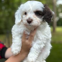 Apple Jack - Brown and white male Bernedoodle puppy in Fayetteville, Arkansas from Huckleberry Bernedoodles