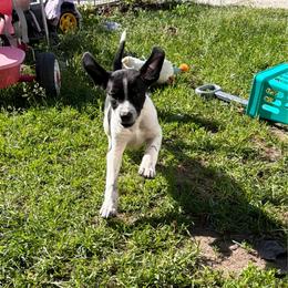 Nova - White and black female Xoloitzcuintli puppy in Manitowoc, Wisconsin from Wonderland Kennel