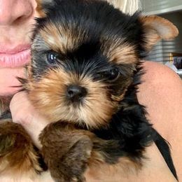 Yorkshire Terrier Puppies from Panache Yorkies