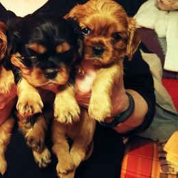 Cavalier King Charles Spaniel Puppies from Malikim
