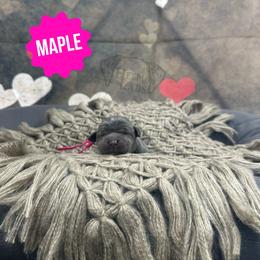 Maple - Charcoal female Dilute Retriever puppy in Forest City, Iowa from Helm Labs