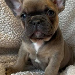 French Bulldogs from JNS Frenchies