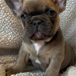 French Bulldogs from JNS Frenchies