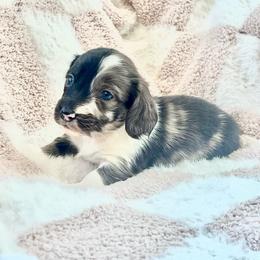 Belle - Dapple female Dachshund puppy in Casper, Wyoming from Daisy's Doxies & Doodles