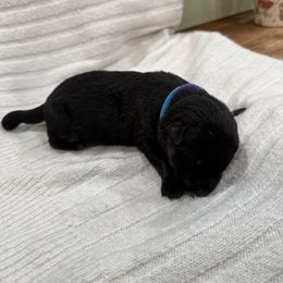 Blue purple - Bi-color female German Shepherd puppy in Gainesville, Georgia from Vom Haus Schair-Finest Working line German Shepherd Puppies