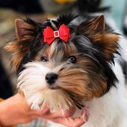 Vivi - Biewer Terrier