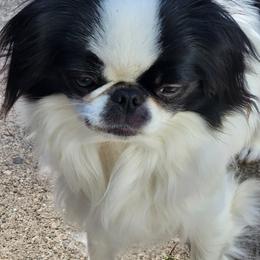 Runts - Japanese Chin