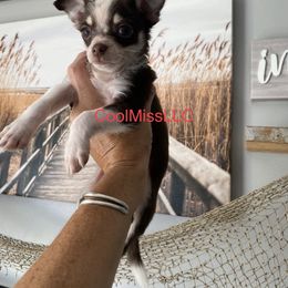 Chihuahua and Yorkshire Terrier All Grown Up from CoolMissLLC