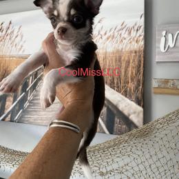 Chihuahua and Yorkshire Terrier All Grown Up from CoolMissLLC