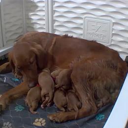 Boy 2 - Dark golden male Golden Retriever puppy in Pekin, Illinois from Solari Kennels