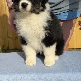 Citrine - Black tri-color female Australian Shepherd puppy in Augusta, Georgia from Incendia Aussies & Dobies