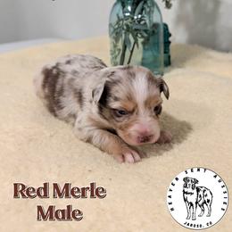 Chong - Red merle male Miniature Australian Shepherd puppy in Jaroso, Colorado from Heaven Sent Aussies