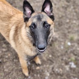 Australian Shepherd and Belgian Malinois Puppies from Rock 'n Wool Aussies & Malinois