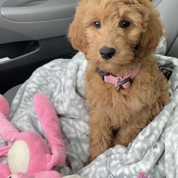 Bernedoodle and Goldendoodle Puppies from Hello Doodle Ranch