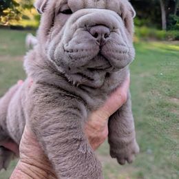 Boy 2 - Lilac dilute male Chinese Shar-Pei puppy in Autryville, North Carolina from T&D'S Razen Wrinkles Shar-pei