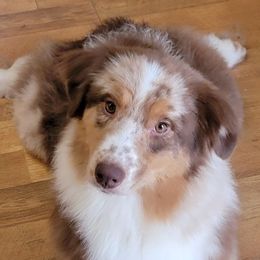 Juno - Australian Shepherd