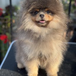 Bruno - Pomeranian