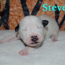 Steve - male Alapaha Blue Blood Bulldog puppy in Walbridge, Ohio from United Alapaha Bulldogs