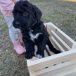 Labradoodle Puppies from Ross Farm Doodles