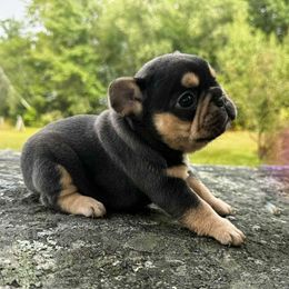 French Bulldog Puppies from Kismet French Bulldogs