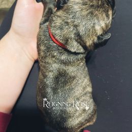 Bullmastiff Puppies from Reigning Rose Bullmastiffs