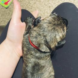 Bullmastiff Puppies from Reigning Rose Bullmastiffs