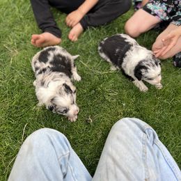 Border Collie Puppies from Stone Garden Border Collies