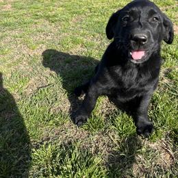 Labrador Retriever Puppies from J and D Retrievers