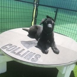 German Shepherd Puppies from Christian Collins