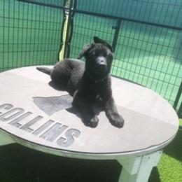 German Shepherd Puppies from Christian Collins