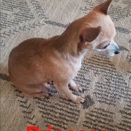 Fionna - Chihuahua