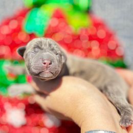 Annie-teal - Brindle female Companion Cross puppy in Calimesa, California from BoujeePoodlesofsocal