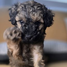Quinn - Black tri-color female Aussiedoodle puppy in Prescott Valley, Arizona from Ramirez Family Doodles