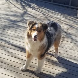 Bella - Australian Shepherd