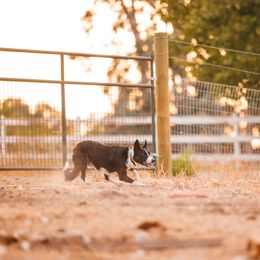 Border Collies from Poindexter Border Collies