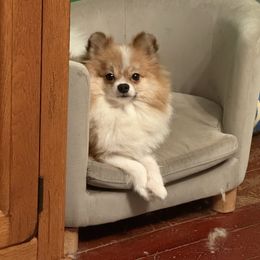 Maple - Pomeranian