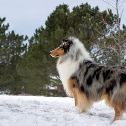 Collie All Grown Up from 5C's Collies