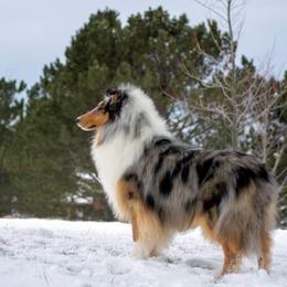 Collie All Grown Up from 5C's Collies