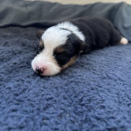 Border Collie Puppies from Athena’s Collies