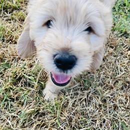 Australian Mountain Doodle, Bernedoodle, and Goldendoodle Puppies from Wynterwood Doodles